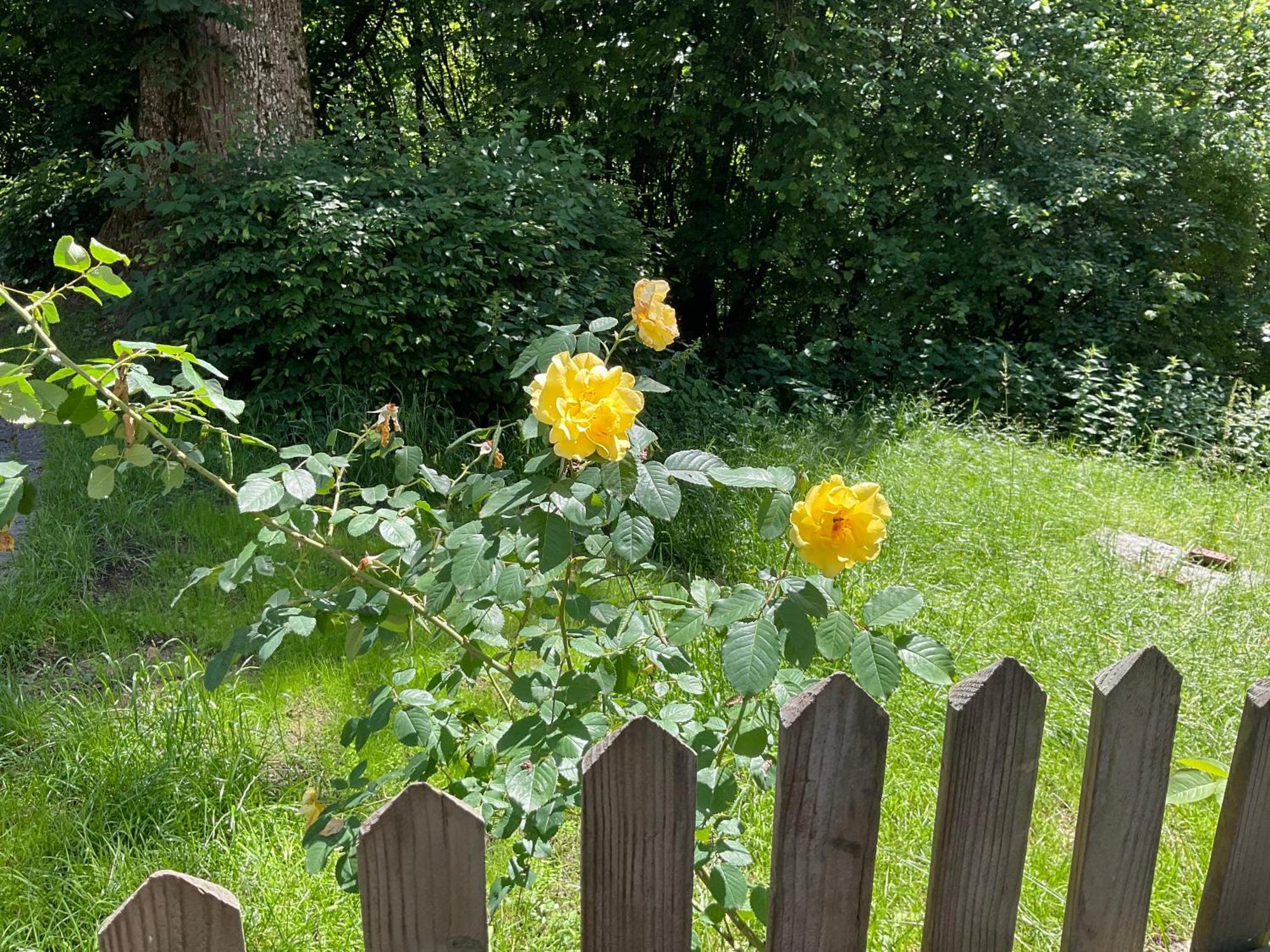 Design Ferienwohnung Mit Bauerngarten Waldkirchen Exterior foto