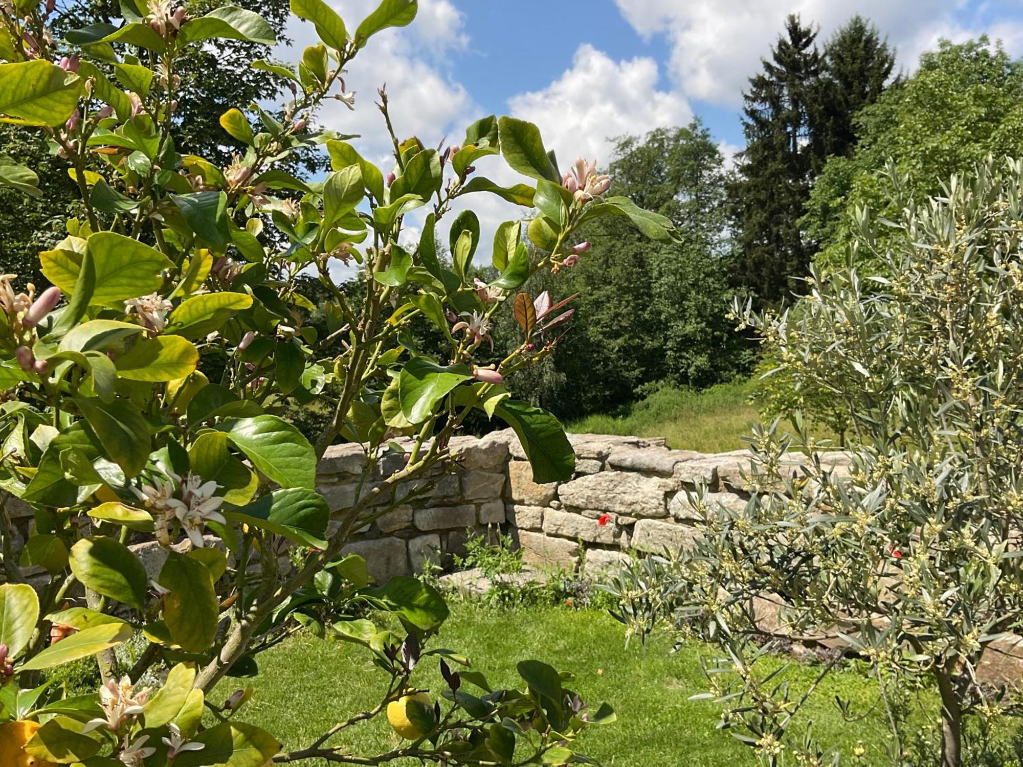 Design Ferienwohnung Mit Bauerngarten Waldkirchen Exterior foto